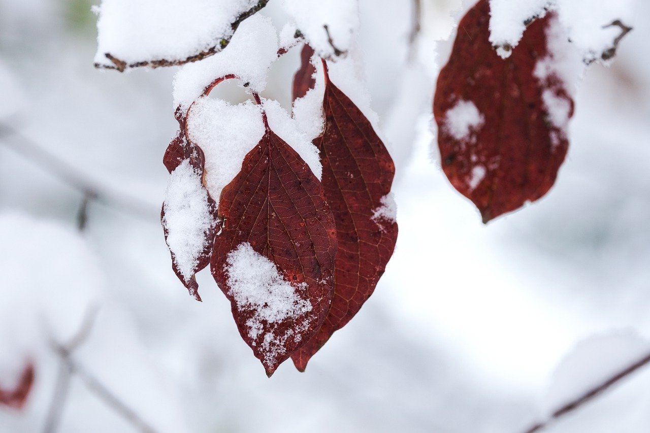 Tips for Successful Winter Gardening